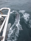Bottlenose dolphins outside Chausey